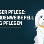 Malteser Pflege: Das seidenweiße Fell richtig pflegen (Guide 2026)