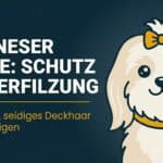 Havaneser Pflege: Das seidige Fell richtig pflegen (Guide 2026)