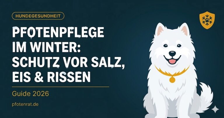 Pfotenpflege im Winter