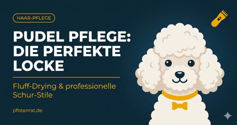 Pudel Pflege