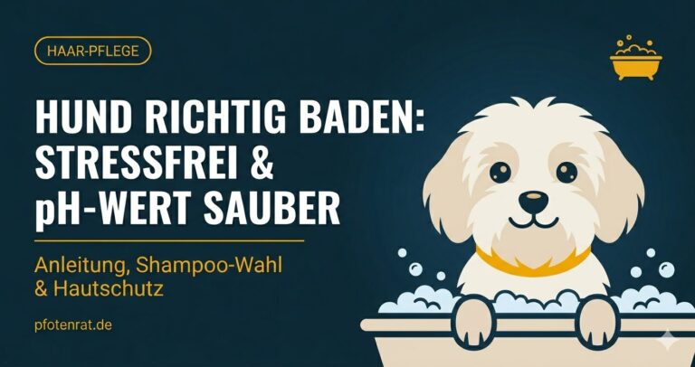 Hund richtig baden
