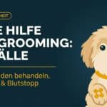 Erste Hilfe beim Grooming: Schnittwunden, Verbrennungen und Krallenverletzungen richtig behandeln
