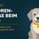 Senioren-Pflege beim Hund: Wenn die Routine zum Wellness-Programm wird (2026)