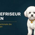 Hundefriseur finden: 7 Qualitätsmerkmale die wirklich zählen (Guide 2026)