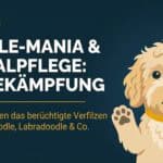 Labradoodle Pflege: Haar oder Fell? Der große Guide für alle Haartypen (2026)