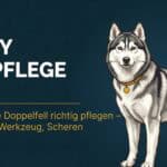 Husky Fellpflege: Das arktische Doppelfell richtig pflegen – Fellwechsel, Werkzeug, Scheren (2026)