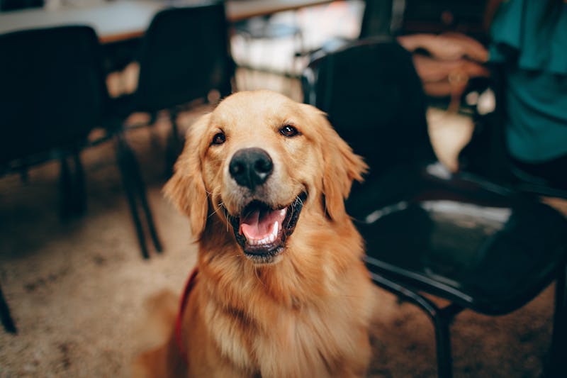 Golden Retriever mit glaenzendem Fell - das Double Coat richtig pflegen