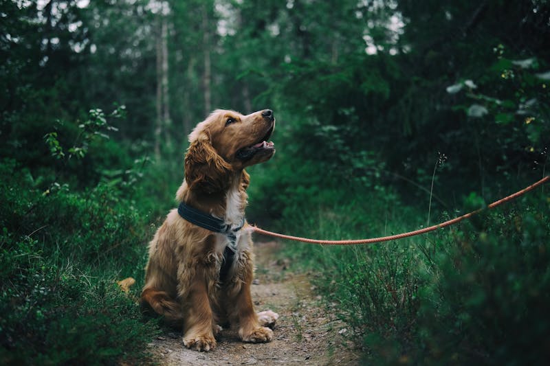Hund beim Fellwechsel - normaler Haarausfall beim Hund