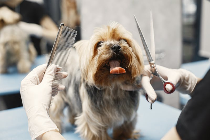 Professionelles Scheren beim Hundefriseur mit Schermaschine