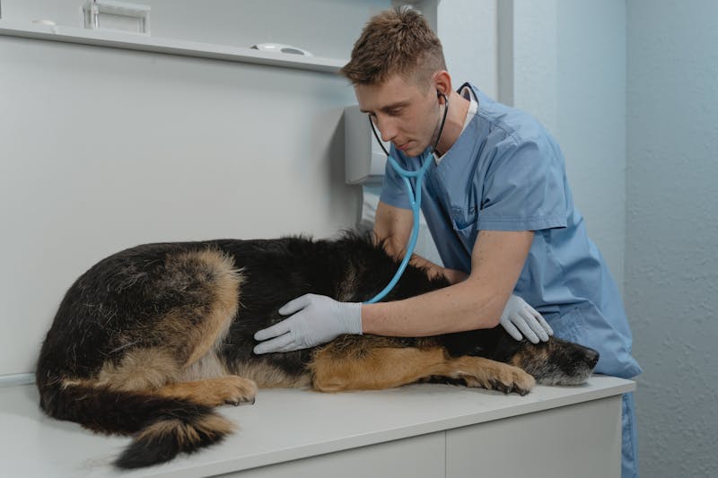 Hund beim Tierarzt - Diagnose bei Haarausfall