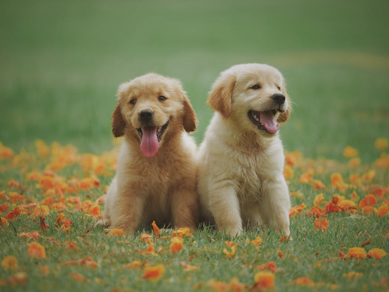 Labrador Retriever Fell Nahaufnahme - doppeltes Fell mit dichter Unterwolle
