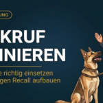 Rückruf trainieren: Schleppleine richtig einsetzen & zuverlässigen Recall aufbauen (2026)