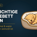 Das richtige Hundebett finden: Größe, Material & wann orthopädisch sinnvoll ist (2026)