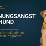 Trennungsangst beim Hund: Ursachen, Sofortmaßnahmen & das 8-Wochen-Programm (2026)