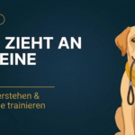 Hund zieht an der Leine: Ursachen verstehen & lockere Leine trainieren (2026)