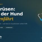 Analdrüsen beim Hund: Anzeichen, Ursachen, Behandlung (2026)