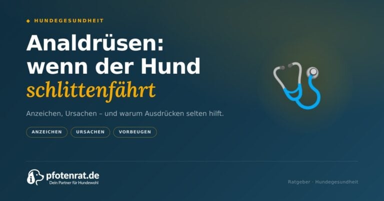 Analdrüsen beim Hund: Anzeichen, Ursachen, Behandlung (2026)