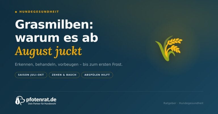Grasmilben beim Hund: Erkennen, behandeln, vorbeugen (2026)