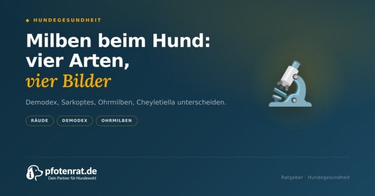 Milben beim Hund erkennen: Demodex, Sarkoptes, Ohrmilben (2026)