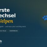 Der erste Fellwechsel beim Welpen: Wann das Babyfell geht (2026)