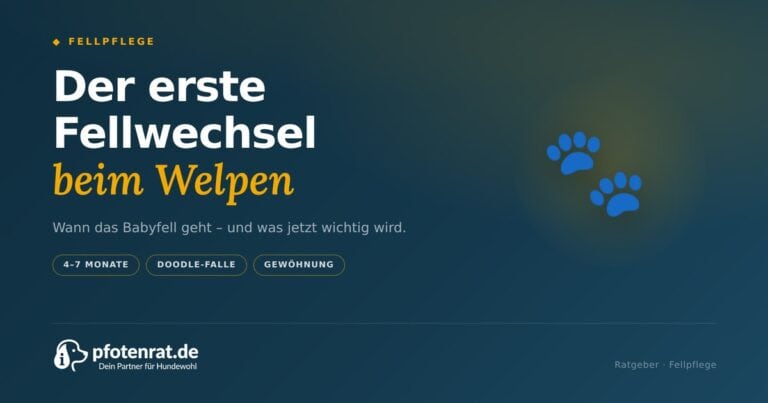 Der erste Fellwechsel beim Welpen: Wann das Babyfell geht (2026)