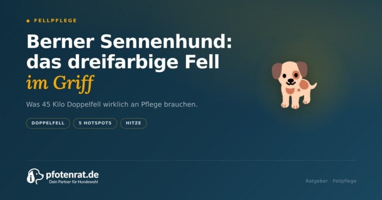 Berner Sennenhund: Das dreifarbige Fell im Griff