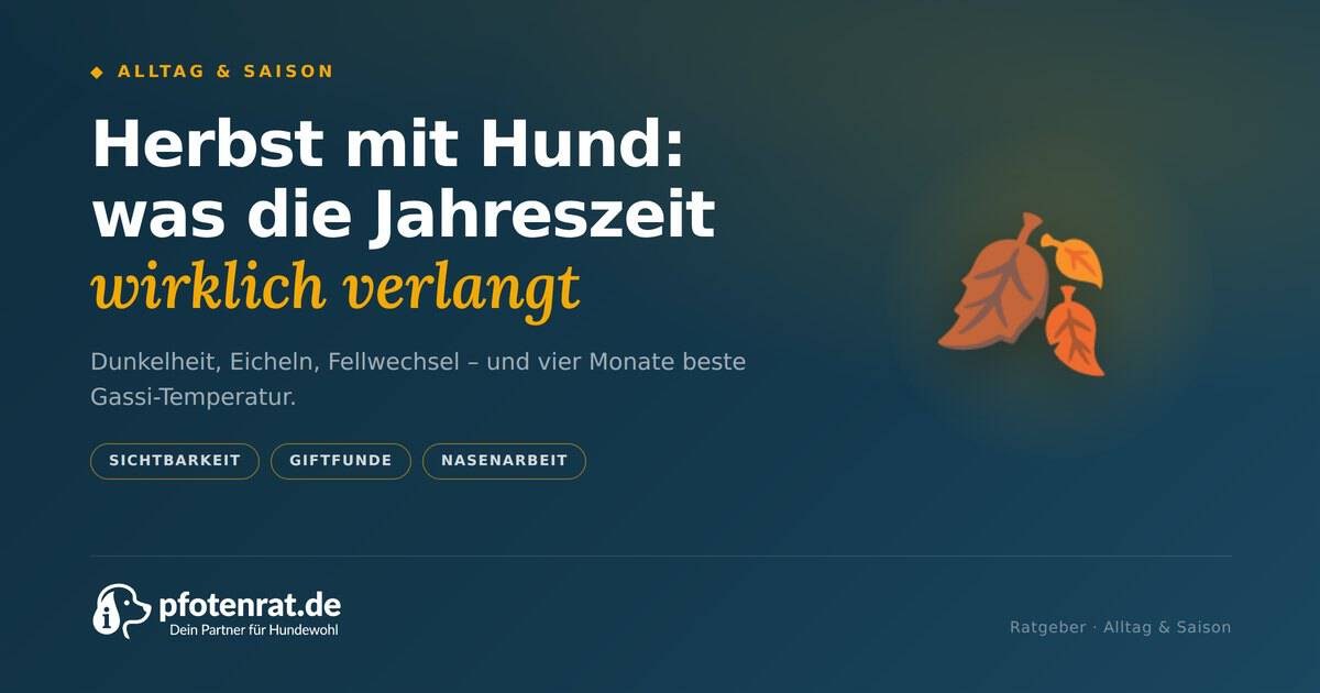 T 26 herbst