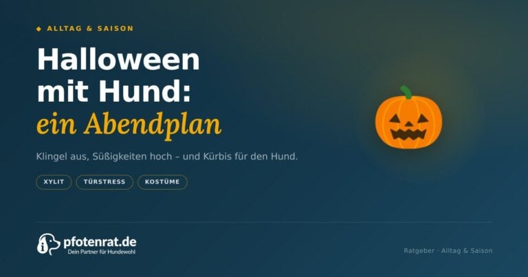 Halloween mit Hund: Was an diesem Abend wirklich zählt