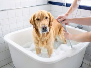 Golden Retriever in der Hundebadewanne (KI-generiertes Beispielbild)