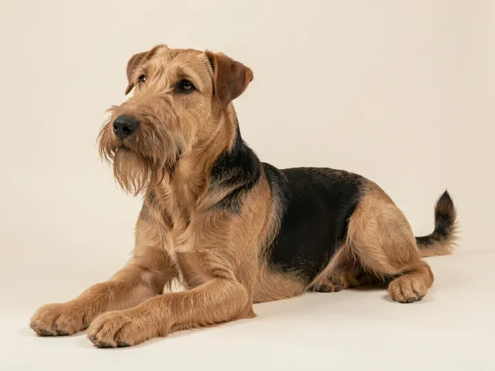 Airedale Terrier liegend, KI-generiertes Bild