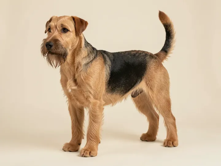 Airedale Terrier, KI-generiertes Bild