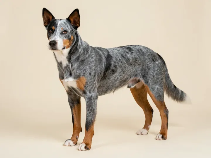 Australian Cattle Dog, KI-generiertes Bild