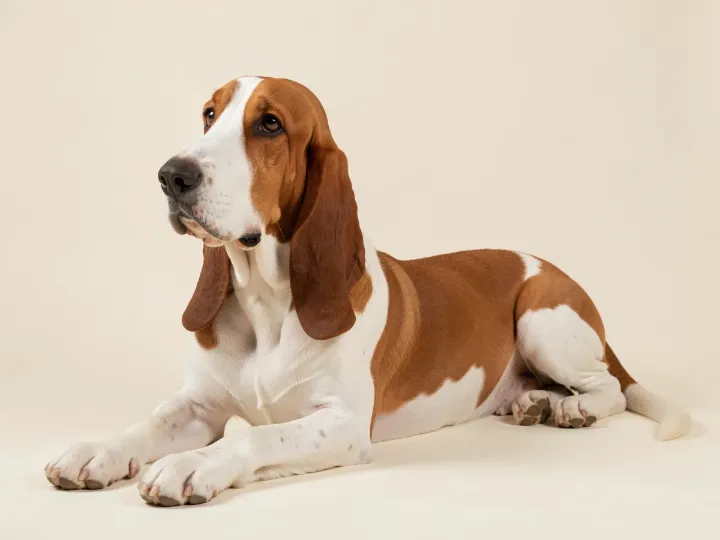 Basset Hound liegend, KI-generiertes Bild