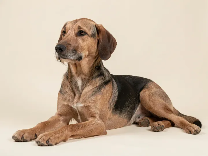 Bayerischer Gebirgsschweißhund liegend, KI-generiertes Bild
