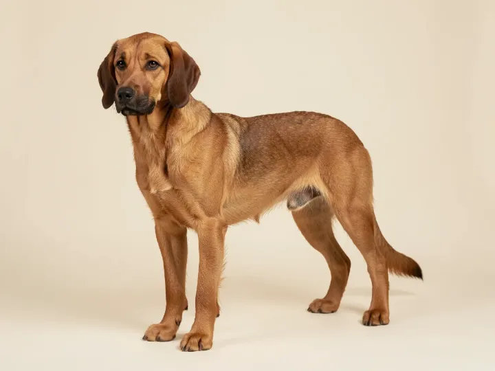 Bayerischer Gebirgsschweißhund, KI-generiertes Bild