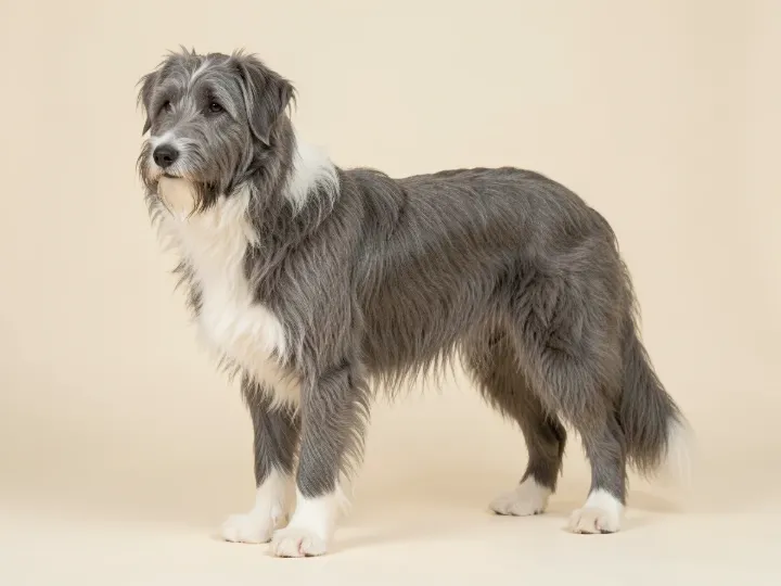 Bearded Collie, KI-generiertes Bild