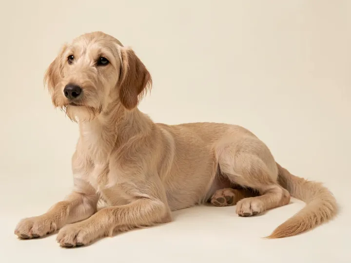 Bedlington Terrier liegend, KI-generiertes Bild
