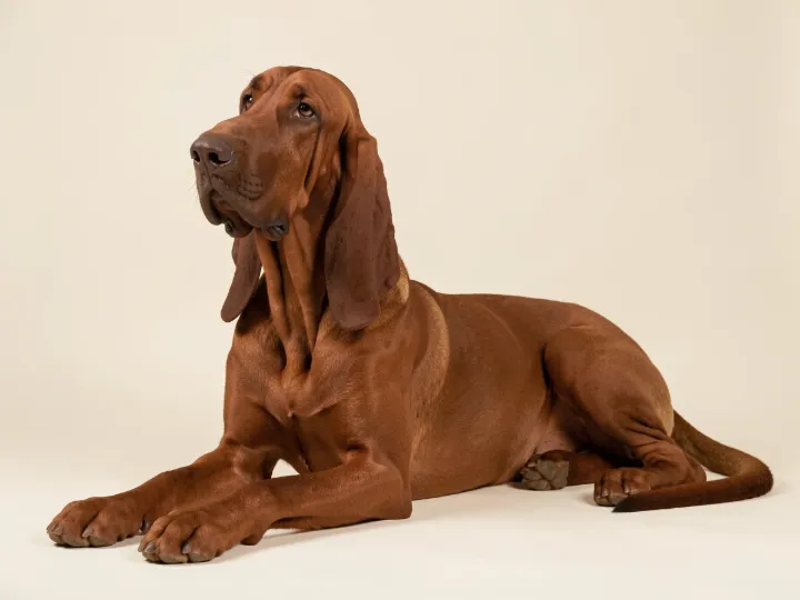 Bloodhound liegend, KI-generiertes Bild