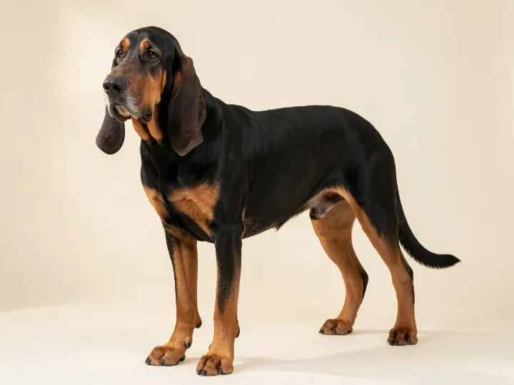 Bloodhound, KI-generiertes Bild