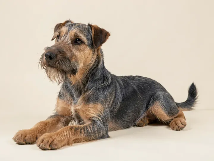 Border Terrier liegend, KI-generiertes Bild