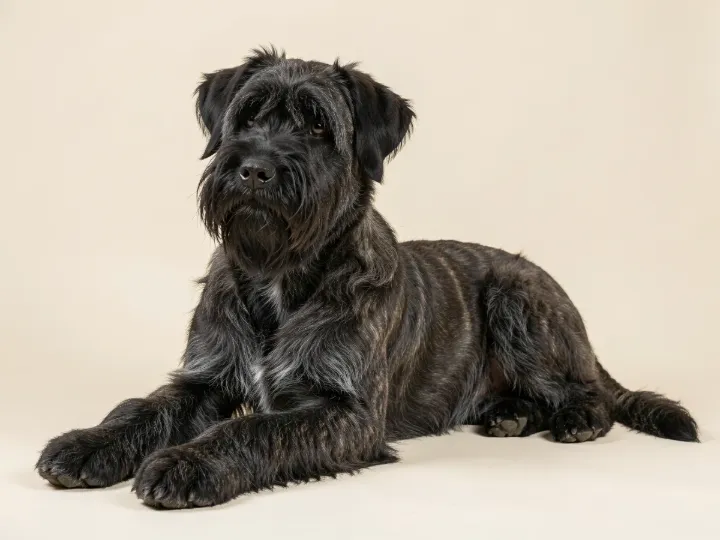 Bouvier des Flandres liegend, KI-generiertes Bild