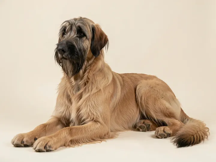 Briard liegend, KI-generiertes Bild