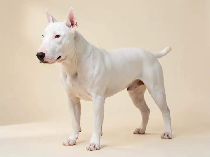 Bullterrier, KI-generiertes Bild