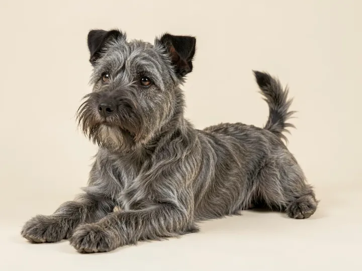 Cairn Terrier liegend, KI-generiertes Bild