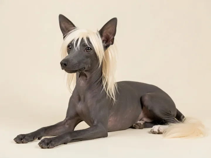Chinesischer Schopfhund liegend, KI-generiertes Bild
