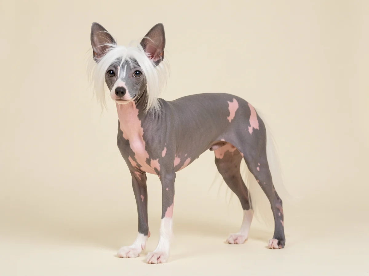Chinesischer Schopfhund stehend, KI-generiertes Bild