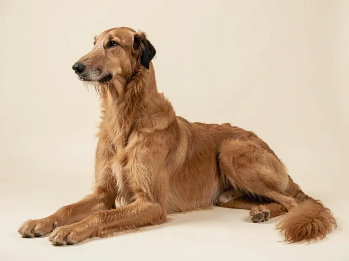 Deerhound liegend, KI-generiertes Bild