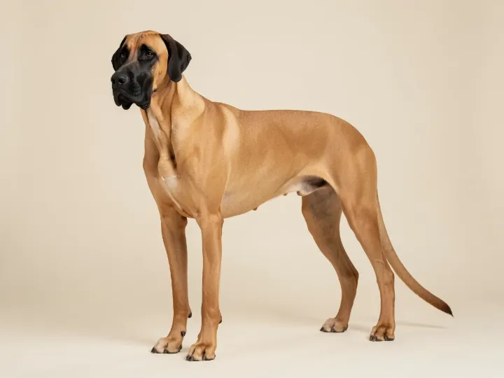 Deutsche Dogge, KI-generiertes Bild