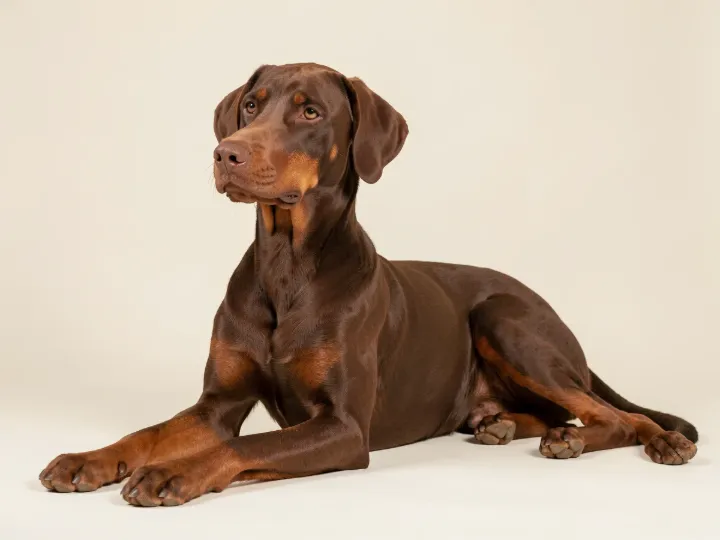 Dobermann liegend, KI-generiertes Bild