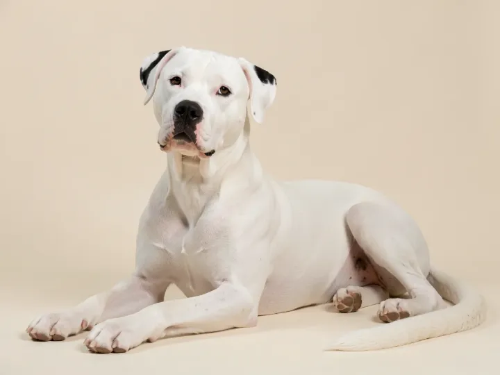 Dogo Argentino liegend, KI-generiertes Bild